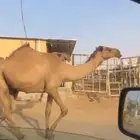 سلام عليكم للبيع القحه