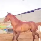 حصان شعبي سبوق