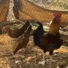 طقم دجاج عربي