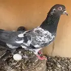 انثى كمنقر من طيور سليم الشامي