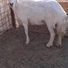 حري