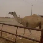 خلفه رباع هديه ( تم البيع )