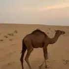 حاشي