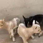 ماعز قزم