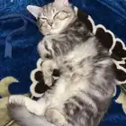 قطط للتبني