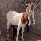 عنز متبع تحتهتا تيسين