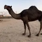 لقحة وضرايب
