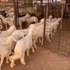 هرافي طيبه
