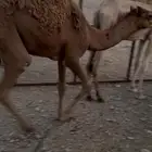 قعود للبيع