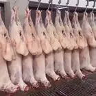 ذبائح ابو فهد وأسعار مناسبه على النعيمي والحري