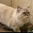 قطوه هملايا مفقوده الي يلقاها يتواصل معي