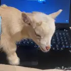 ماعز قزم