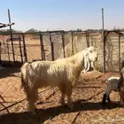 غنم للبيع