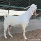 تيس ابيض ابرص مشروك جرم طيب ماشاءالله
