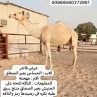 هجن شكلها فل ولقحه على بعير منتج
