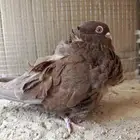 حمام كشكي