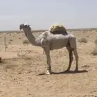 للبيع بعيير اوضح