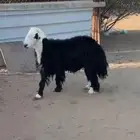 طلي نجدي السن ((( ثني))