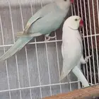 مطلوب ذكور درة هولندي