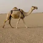 لقحه شقحاء منيحه طيبه