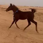 للبيع مهره طيبه با الحيل