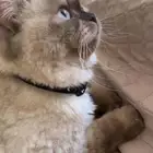 قط ذكر للتزاوج