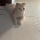 للبيع ذكر سكوتش