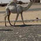 قعود اوضح