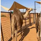 قعود لاباني 6شهور