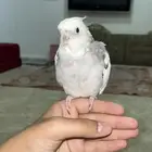 كروان اليف و يعني و اقبل البدل