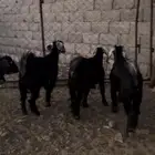 تيوس العدد 6 فيها ثلاث جفار