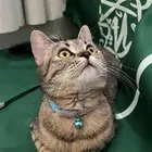 قطة سكوتش ستريت
