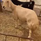 عنز وشاه حيل مغله شحم شحم