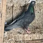 انثى كالو منتجة تم البيع