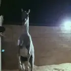 حصان مصري بيور