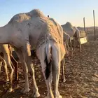 حشو حليب فاخره