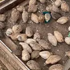 سمان مريعيات فري