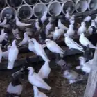 حمام مشكل فرنسي مع بلدي