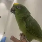 لبيع يلوكروان