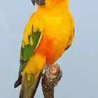 ببغاء صن كنيور منتج