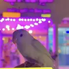 روز اليف هدد