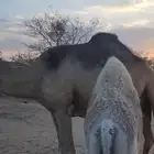 خلفه كفو