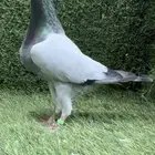 حمام هومر
