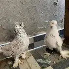 حمام تركي نجمه