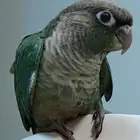 ببغاء كنيور بلوشيك تركواز