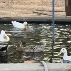 بط كيني