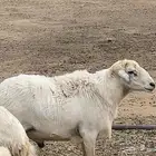 خروف فحل للبيع