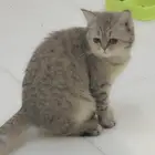 قط سكوتش ستريت تايجر