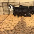 ماعز دفيع واصل