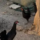 دجاج 3 فراريج بكار ألون اسود صك